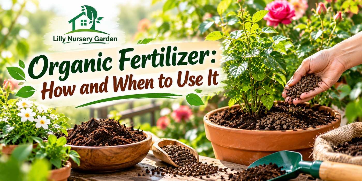 Organic Fertilizer: How and When to Use It