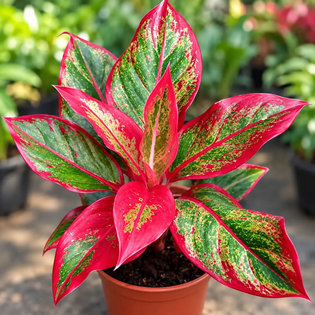 Lipstick plant