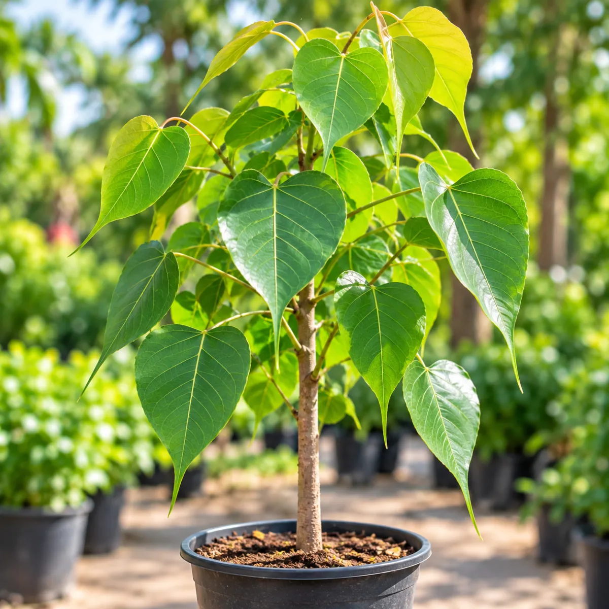 Arasa Tree