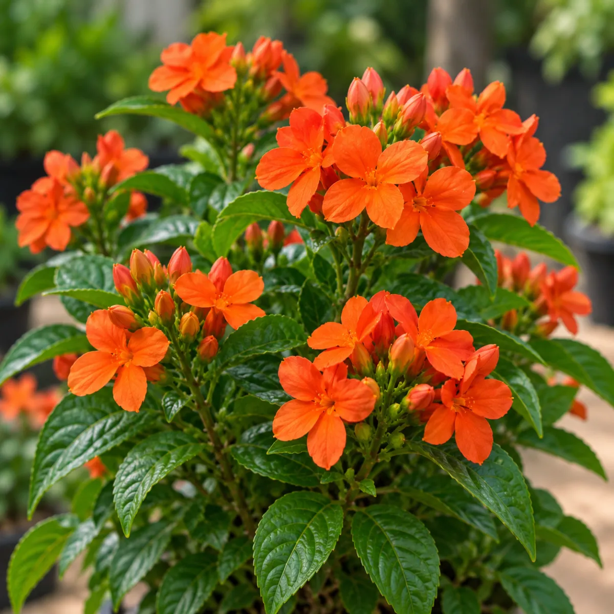 Kanakambaram – Dark Orange