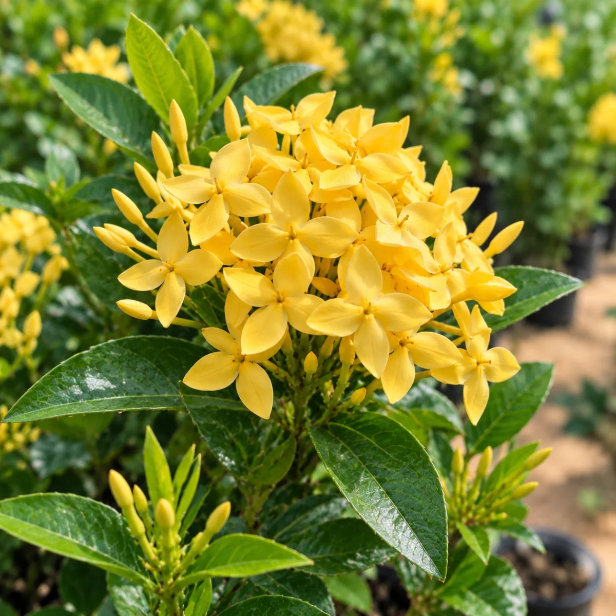 Ixora / Iddly Flower – Yellow