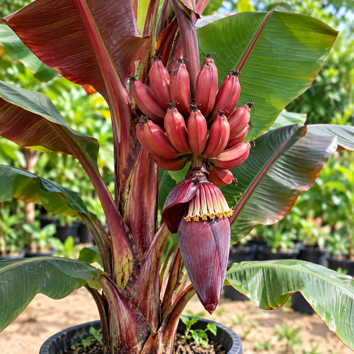 Stone Banana / Kottai Banana – Dark Biscuit