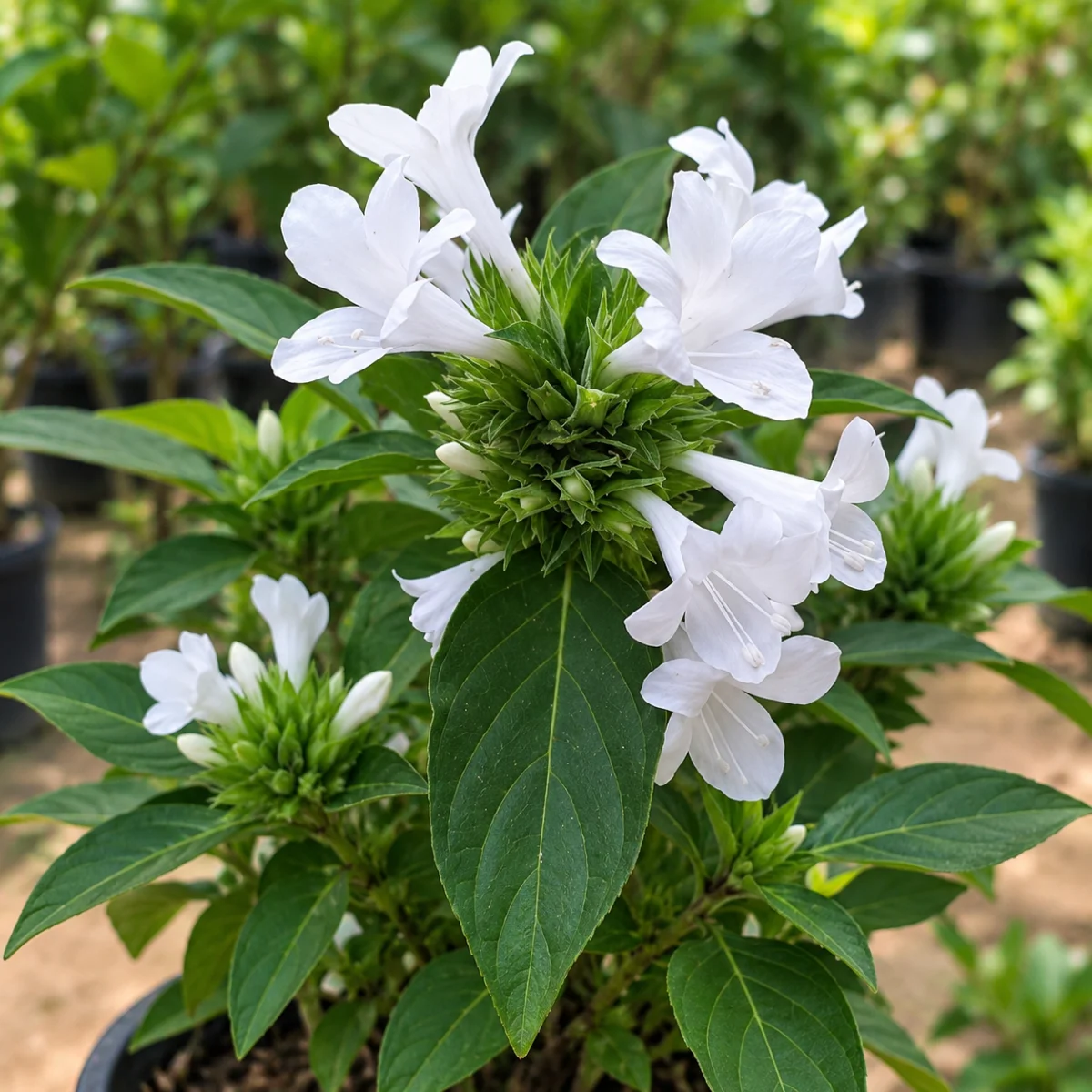 December Flower – White