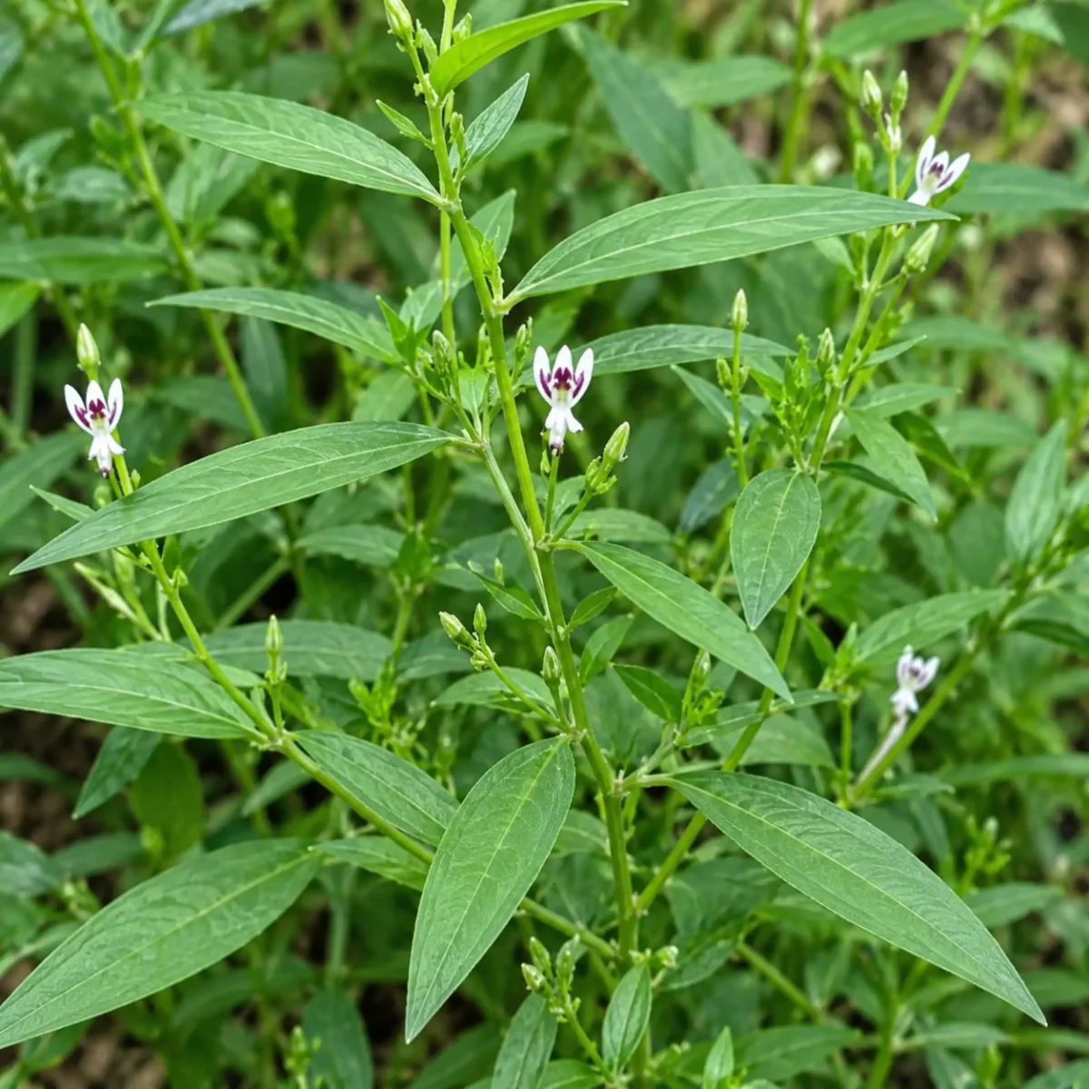 Siriyanangai