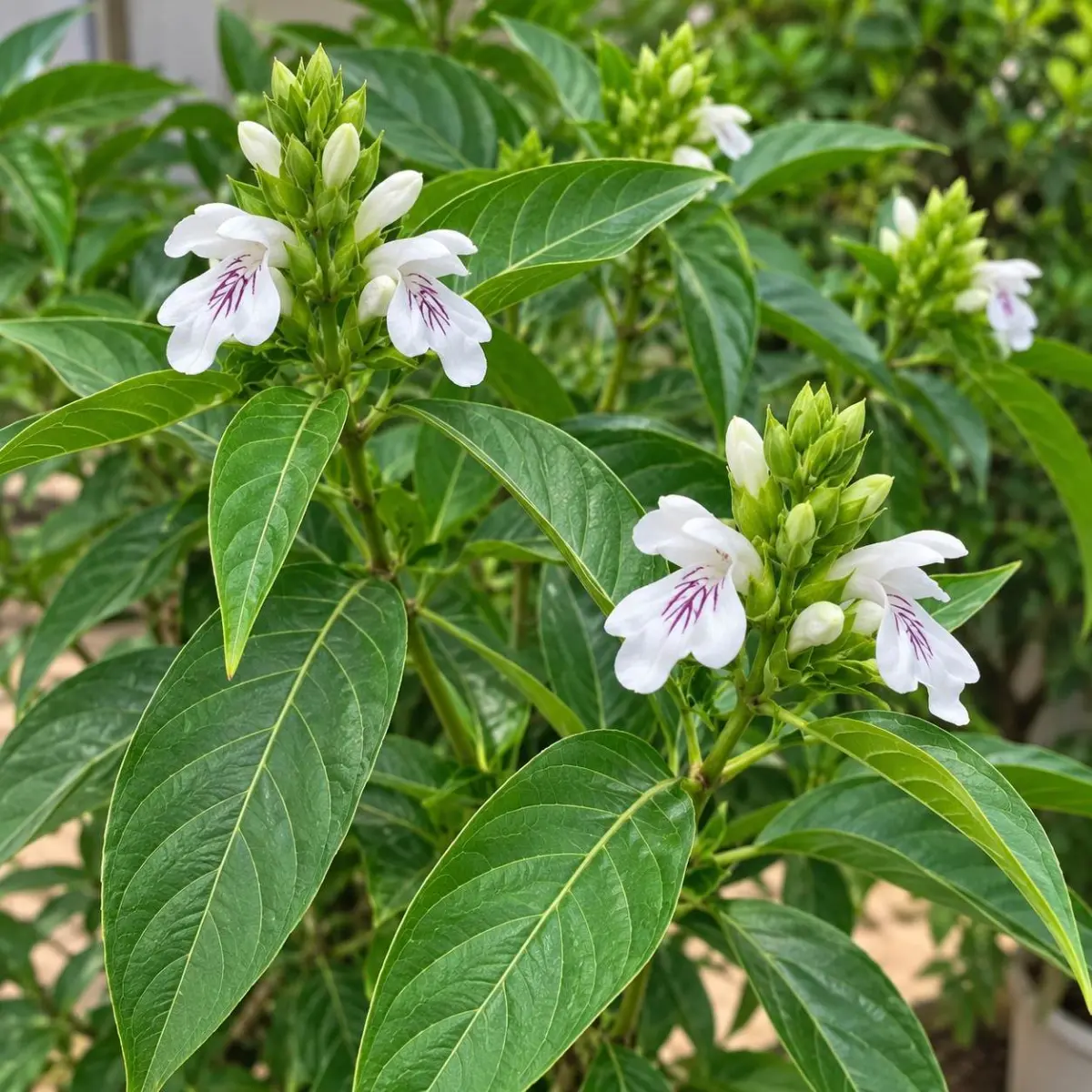 Adathodai
