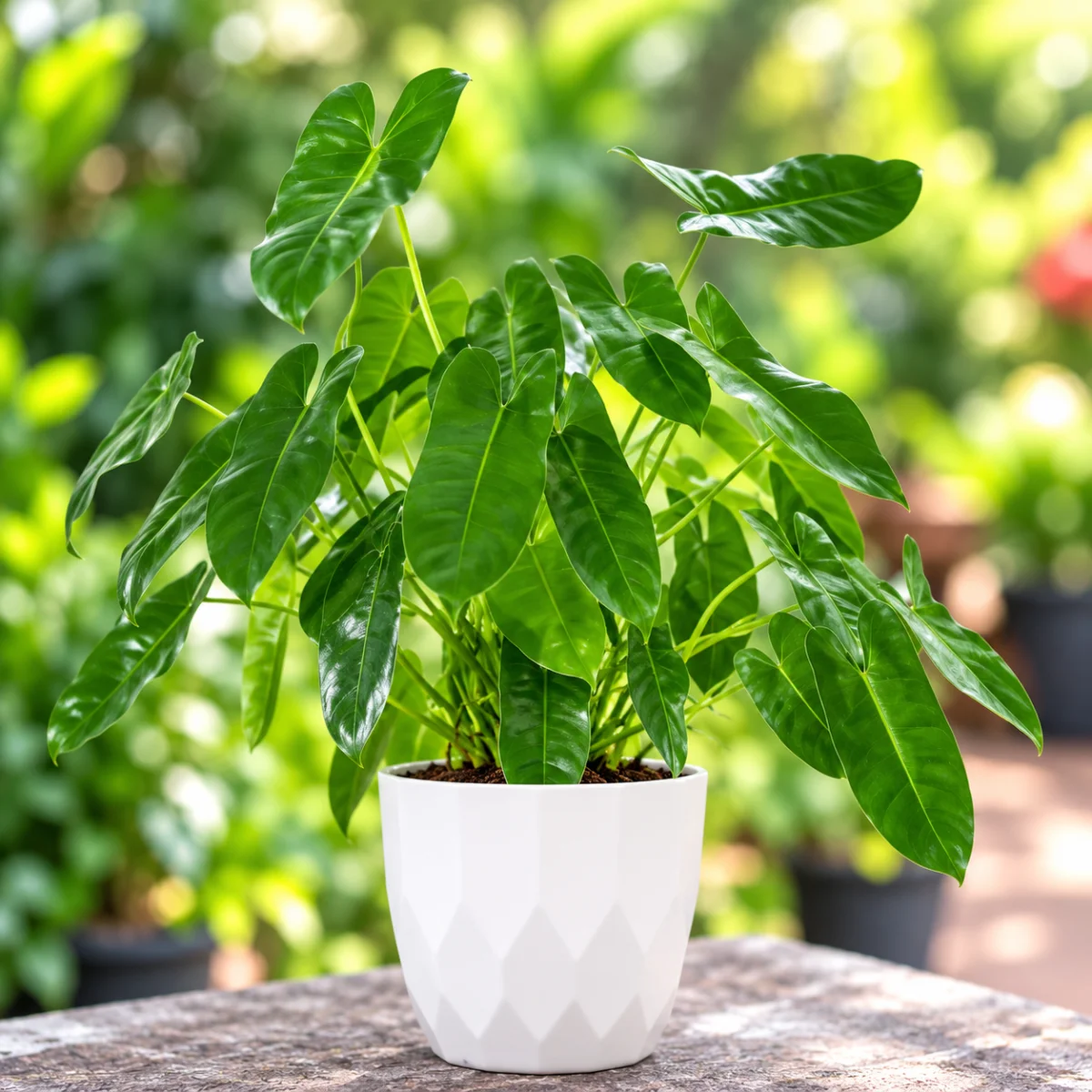 Philodendron